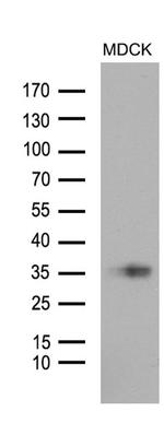 STC1 Antibody in Western Blot (WB)