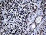 ELF3 Antibody in Immunohistochemistry (Paraffin) (IHC (P))