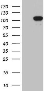 UHRF2 Antibody in Western Blot (WB)