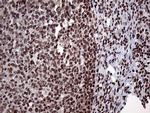 PPP4C Antibody in Immunohistochemistry (Paraffin) (IHC (P))