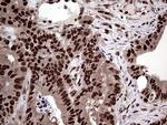 PPP4C Antibody in Immunohistochemistry (Paraffin) (IHC (P))