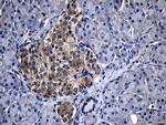 CHP1 Antibody in Immunohistochemistry (Paraffin) (IHC (P))