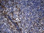 CHP1 Antibody in Immunohistochemistry (Paraffin) (IHC (P))