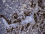 GCH1 Antibody in Immunohistochemistry (Paraffin) (IHC (P))