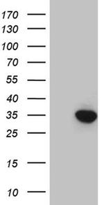 GCH1 Antibody in Western Blot (WB)