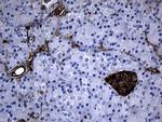 GCH1 Antibody in Immunohistochemistry (Paraffin) (IHC (P))