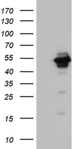 UBAC1 Antibody in Western Blot (WB)