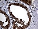 PSMA7 Antibody in Immunohistochemistry (Paraffin) (IHC (P))