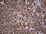 PSMA7 Antibody in Immunohistochemistry (Paraffin) (IHC (P))