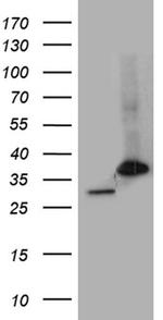 PSMA7 Antibody in Western Blot (WB)