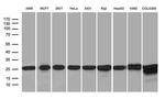 PSMA7 Antibody in Western Blot (WB)