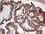 ARHGEF18 Antibody in Immunohistochemistry (Paraffin) (IHC (P))