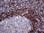 ARHGEF18 Antibody in Immunohistochemistry (Paraffin) (IHC (P))