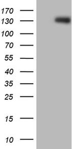 ARHGEF18 Antibody in Western Blot (WB)