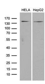 ARHGEF18 Antibody in Western Blot (WB)