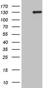 PMS1 Antibody in Western Blot (WB)