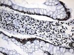 MED19 Antibody in Immunohistochemistry (Paraffin) (IHC (P))