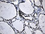 MED19 Antibody in Immunohistochemistry (Paraffin) (IHC (P))