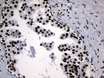 MED19 Antibody in Immunohistochemistry (Paraffin) (IHC (P))