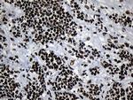 MED19 Antibody in Immunohistochemistry (Paraffin) (IHC (P))