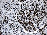 MED19 Antibody in Immunohistochemistry (Paraffin) (IHC (P))