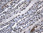 MED19 Antibody in Immunohistochemistry (Paraffin) (IHC (P))