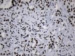 MED19 Antibody in Immunohistochemistry (Paraffin) (IHC (P))