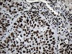 MED19 Antibody in Immunohistochemistry (Paraffin) (IHC (P))