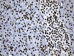 MED19 Antibody in Immunohistochemistry (Paraffin) (IHC (P))