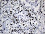 MED19 Antibody in Immunohistochemistry (Paraffin) (IHC (P))