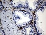 PRODH Antibody in Immunohistochemistry (Paraffin) (IHC (P))