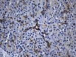 RNase11 Antibody in Immunohistochemistry (Paraffin) (IHC (P))