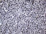 RPAIN Antibody in Immunohistochemistry (Paraffin) (IHC (P))