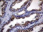 RNase11 Antibody in Immunohistochemistry (Paraffin) (IHC (P))