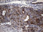 MRPL44 Antibody in Immunohistochemistry (Paraffin) (IHC (P))