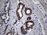 MRPL44 Antibody in Immunohistochemistry (Paraffin) (IHC (P))