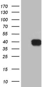 MRPL44 Antibody in Western Blot (WB)