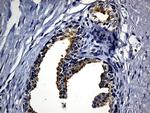 SYTL4 Antibody in Immunohistochemistry (Paraffin) (IHC (P))