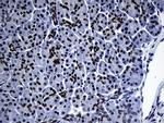 ZHX2 Antibody in Immunohistochemistry (Paraffin) (IHC (P))