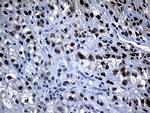 OIP5 Antibody in Immunohistochemistry (Paraffin) (IHC (P))