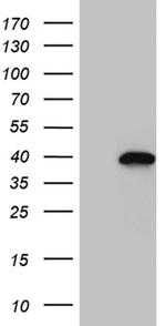 NEUROD4 Antibody in Western Blot (WB)