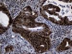 DNAJB6 Antibody in Immunohistochemistry (Paraffin) (IHC (P))