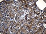 IkB epsilon Antibody in Immunohistochemistry (Paraffin) (IHC (P))