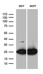 PGAM4 Antibody in Western Blot (WB)