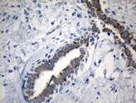 MRPL48 Antibody in Immunohistochemistry (Paraffin) (IHC (P))