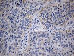 MRPL48 Antibody in Immunohistochemistry (Paraffin) (IHC (P))