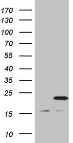 MRPL48 Antibody in Western Blot (WB)