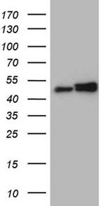 hnRNP H1 Antibody in Western Blot (WB)