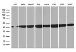 hnRNP H1 Antibody in Western Blot (WB)