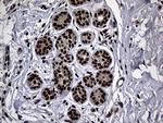 ASH2L Antibody in Immunohistochemistry (Paraffin) (IHC (P))